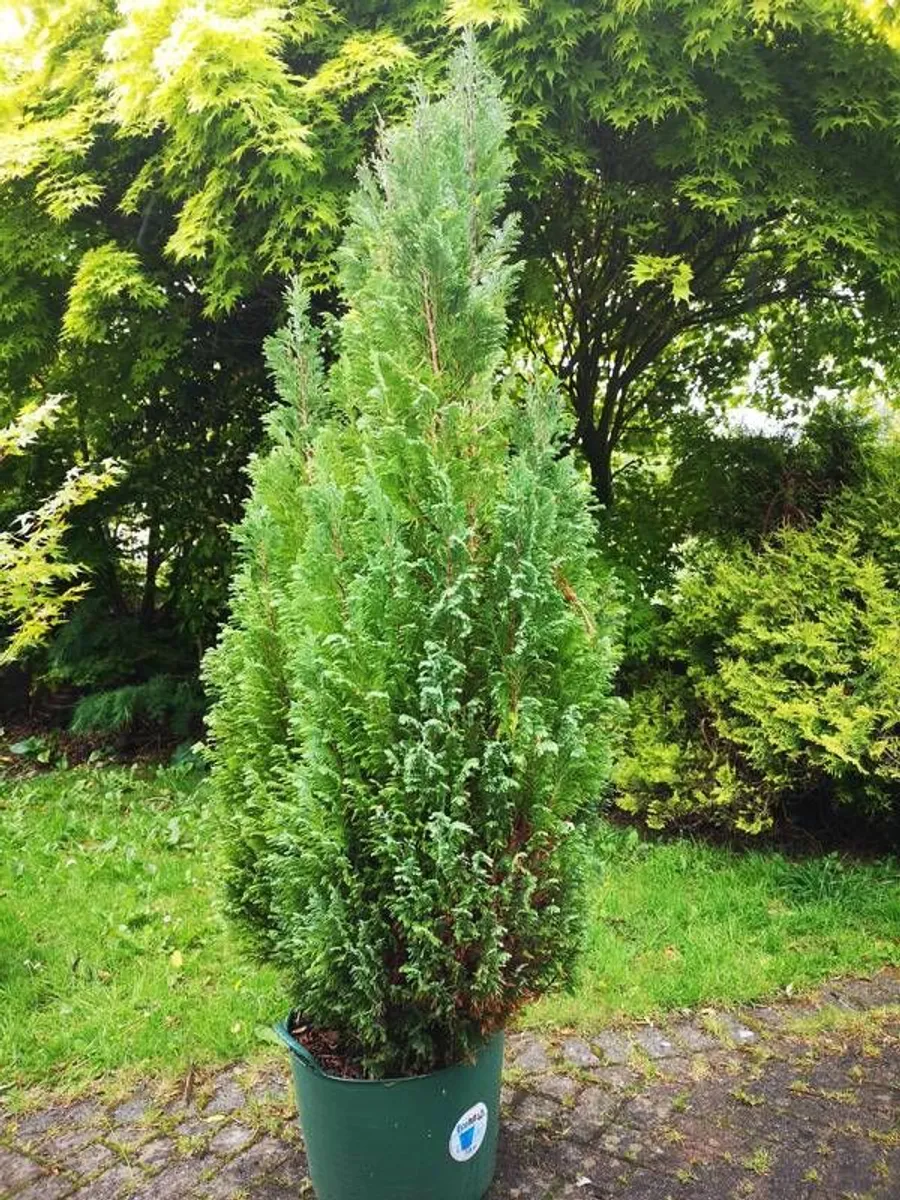 Tree Evergreen