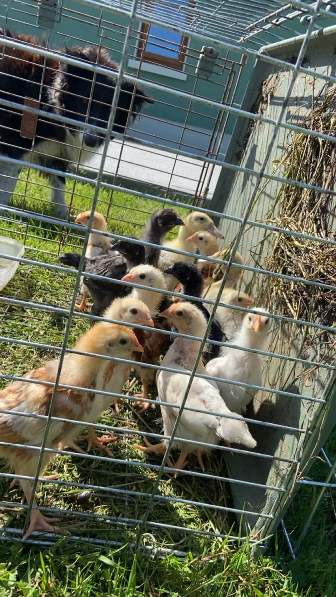 Chicks - Image 2