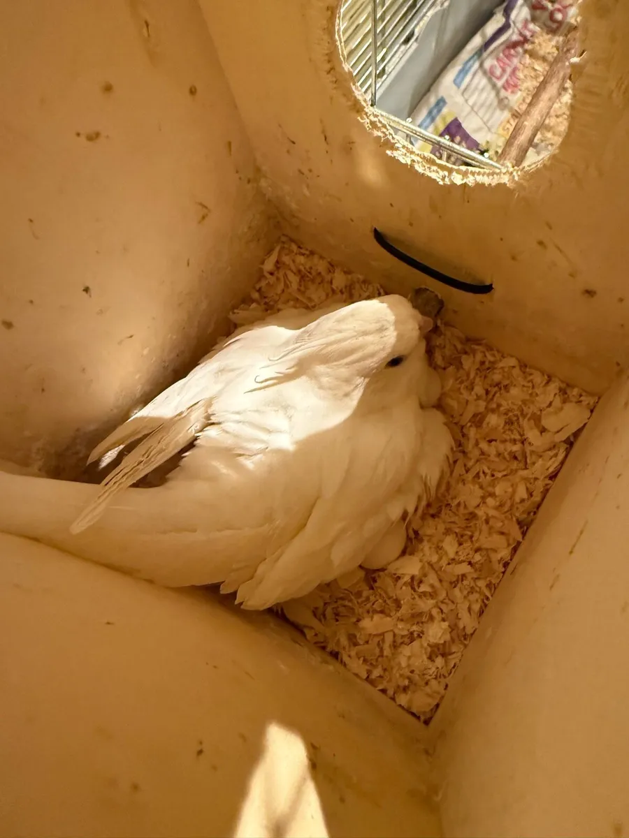 Pair of Cockatiel - including Eggs - Image 1