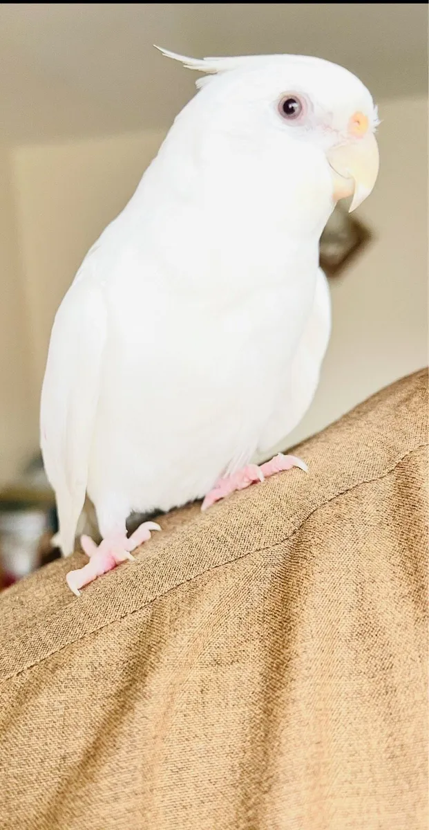 Pair of Cockatiel - including Eggs - Image 2