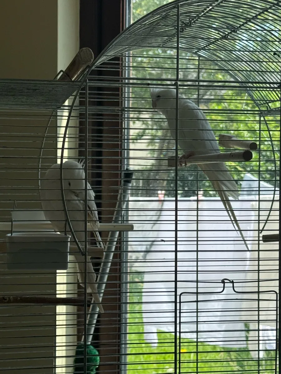 Pair of Cockatiel - including Eggs - Image 3