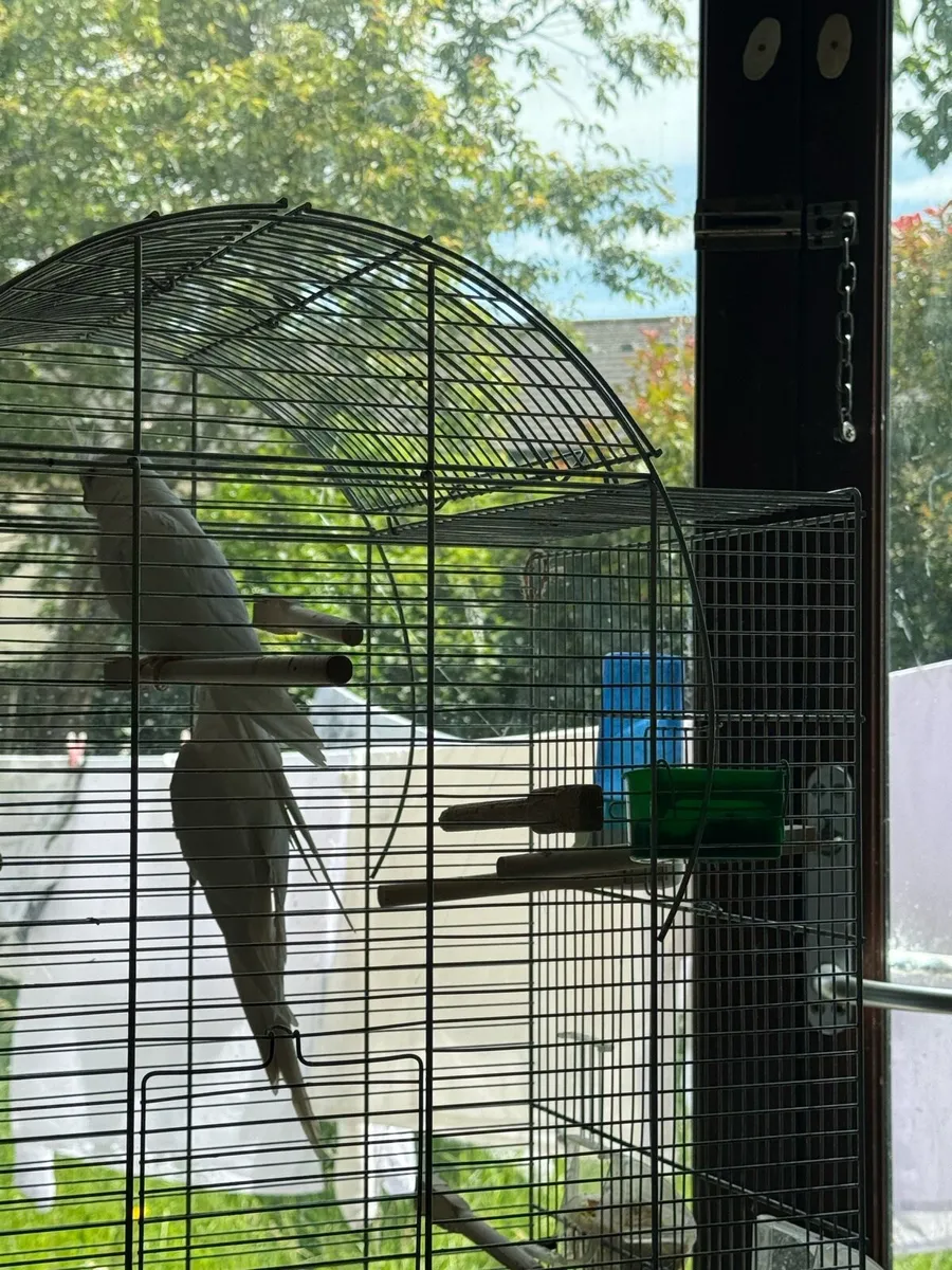 Pair of Cockatiel - including Eggs - Image 4