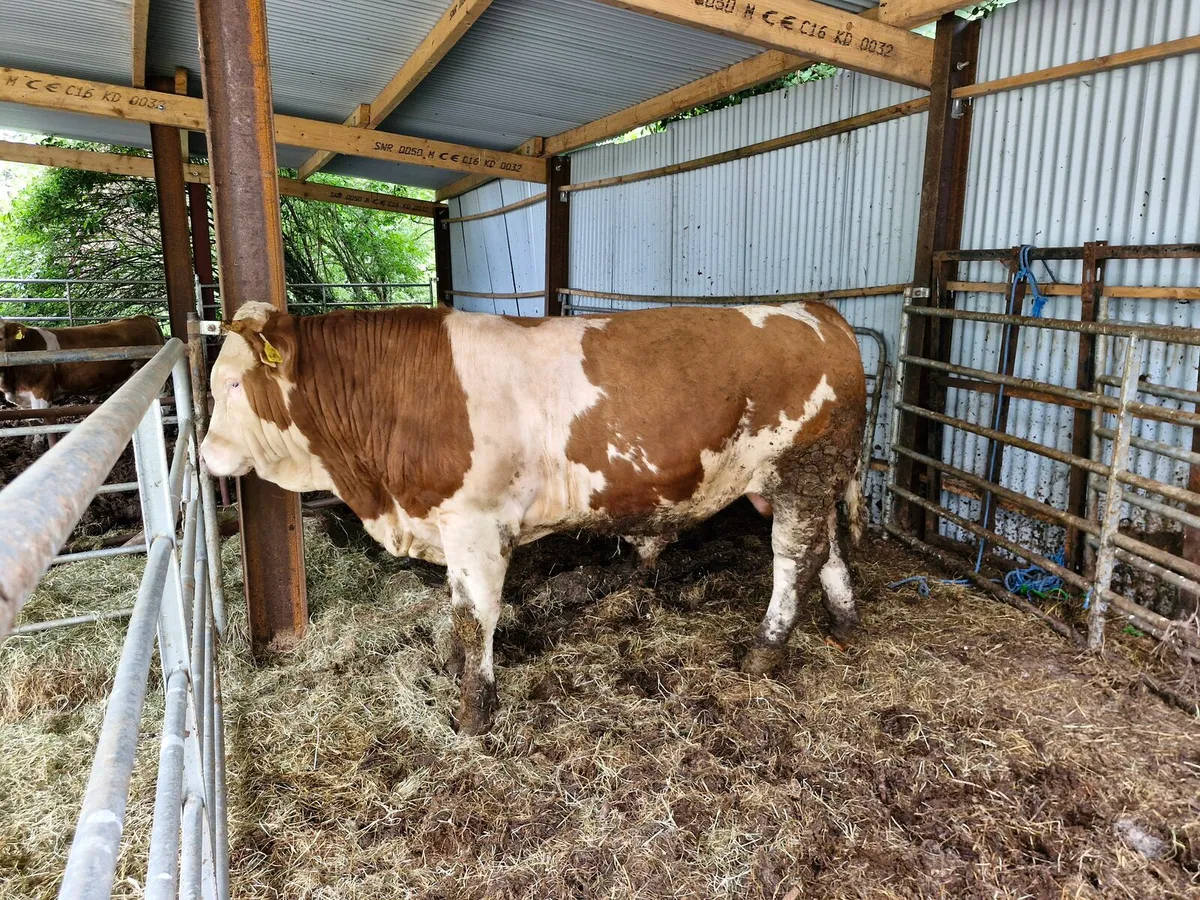 PBR Simmental Bull 5***** - Image 2