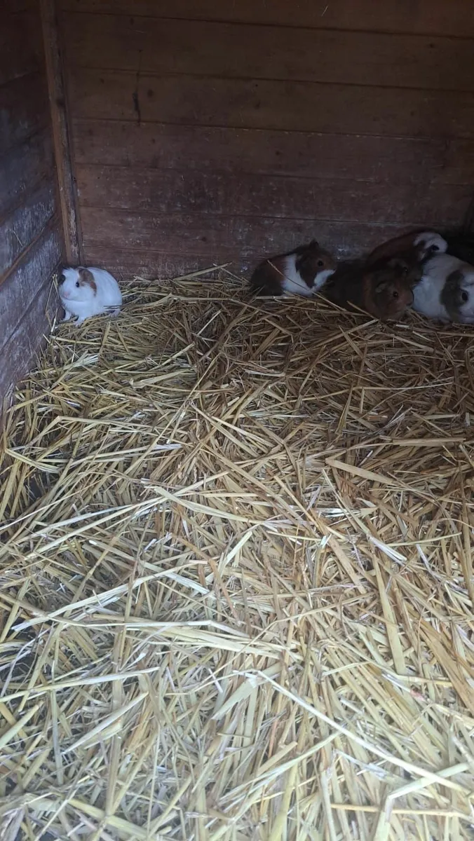 Guinea Pigs - Image 1
