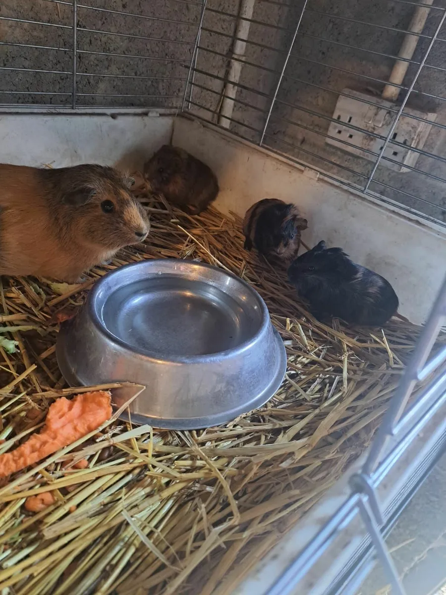 Guinea Pigs - Image 2
