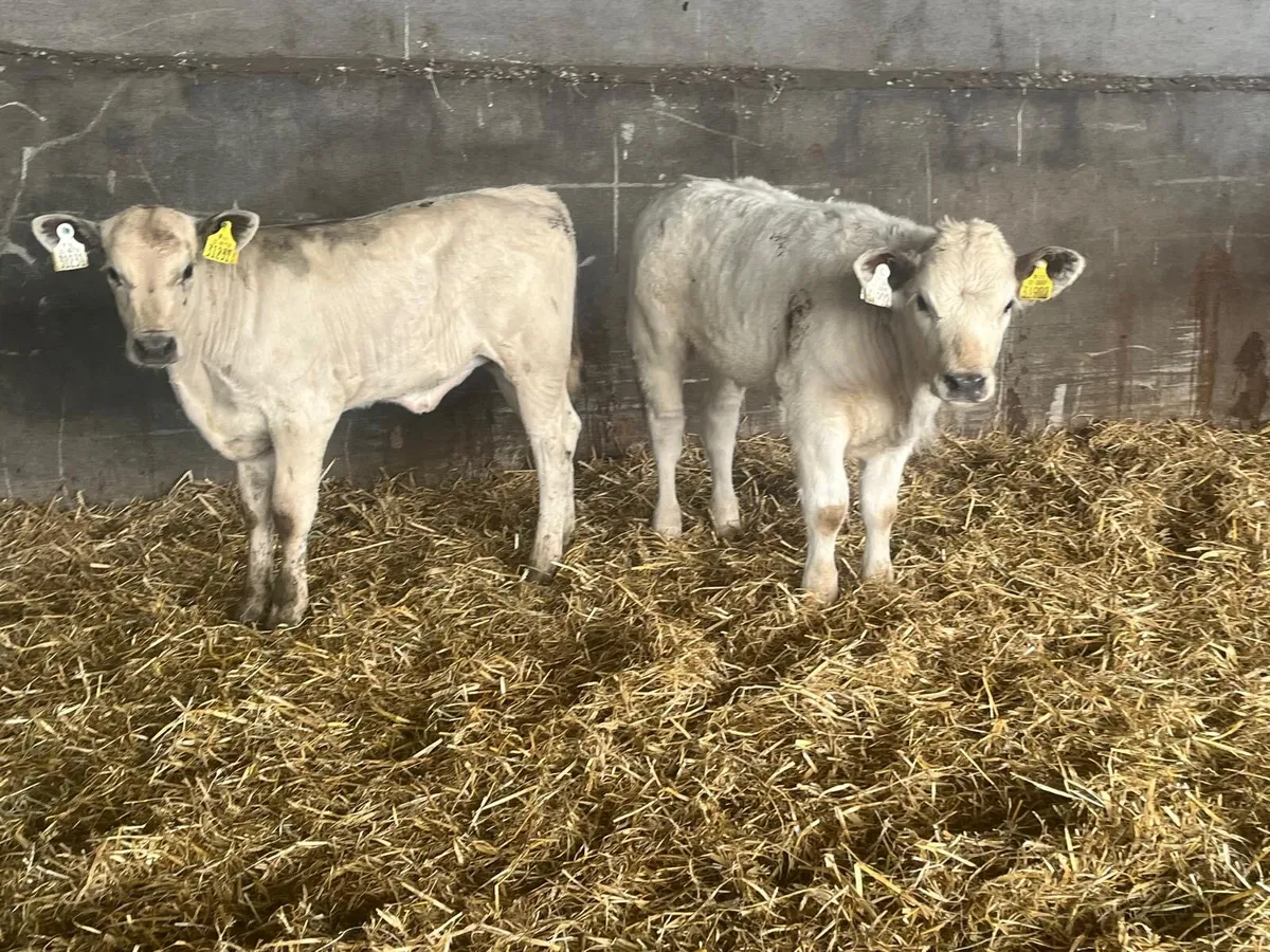 2 super charlaois runner  heifers - Image 1