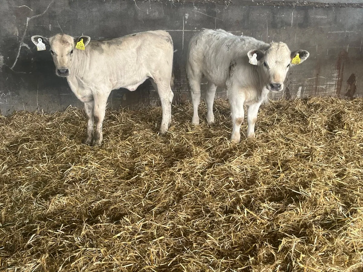2 super charlaois runner  heifers - Image 2