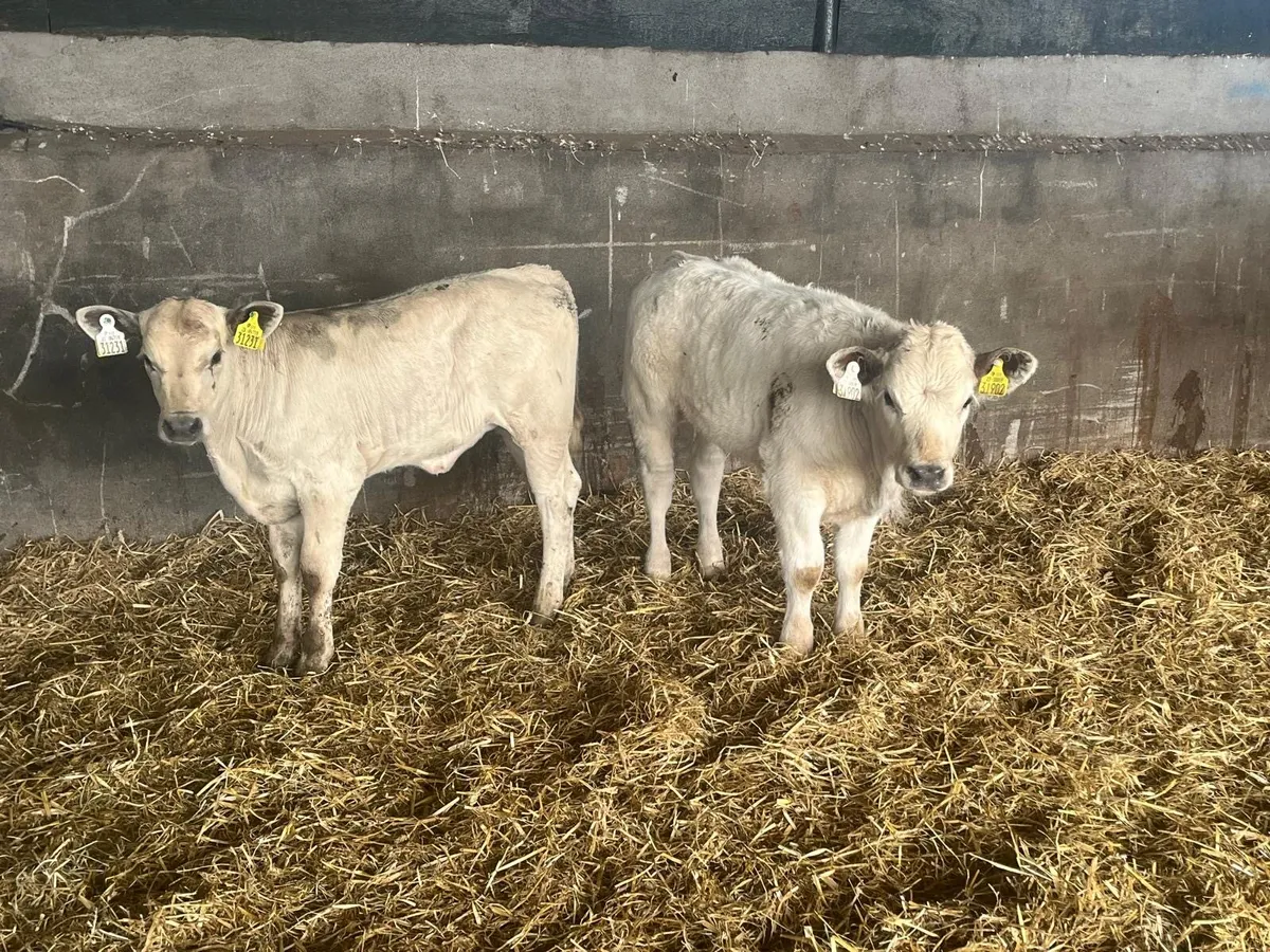 2 super charlaois runner  heifers - Image 3