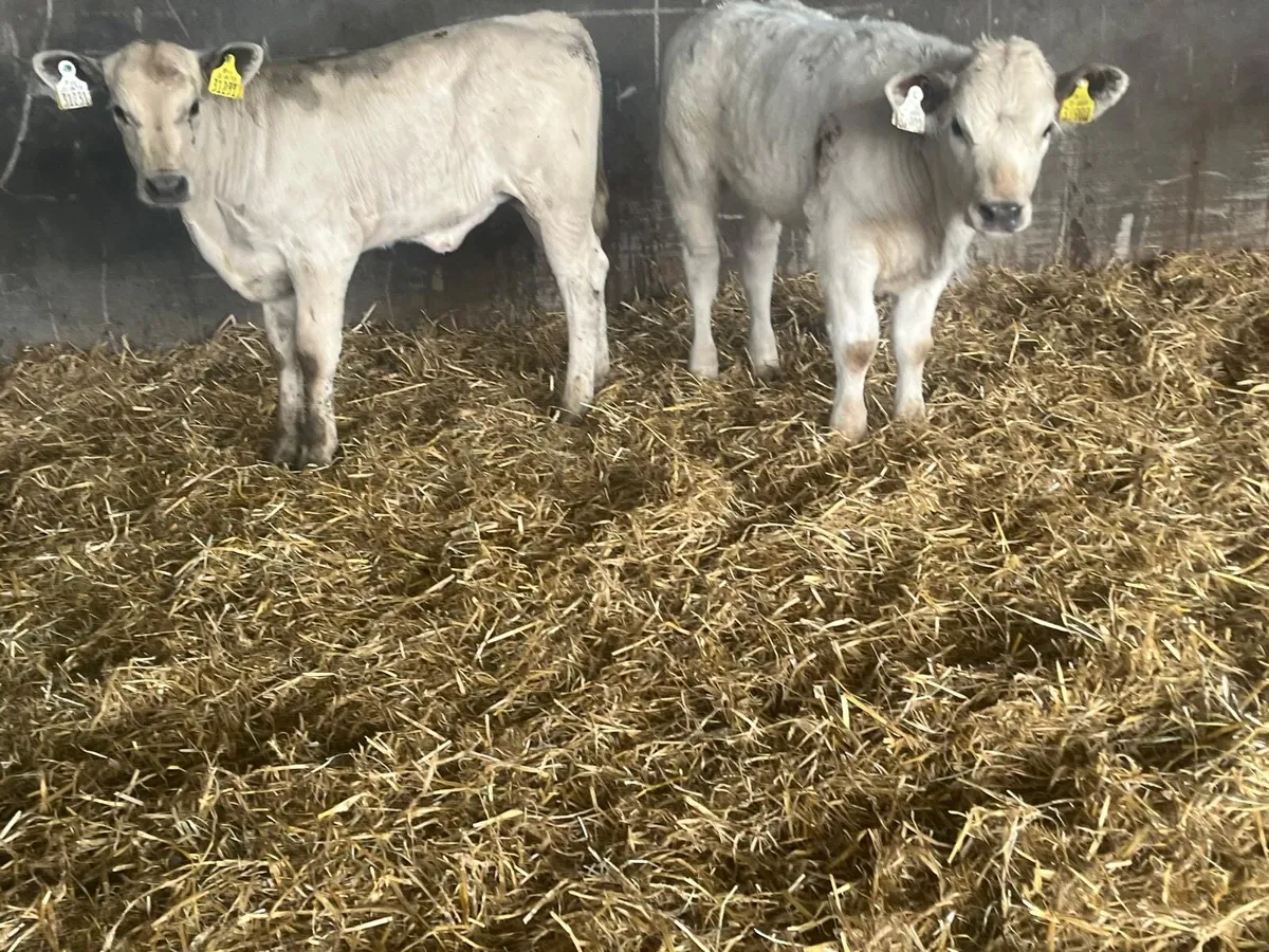2 super charlaois runner  heifers - Image 4