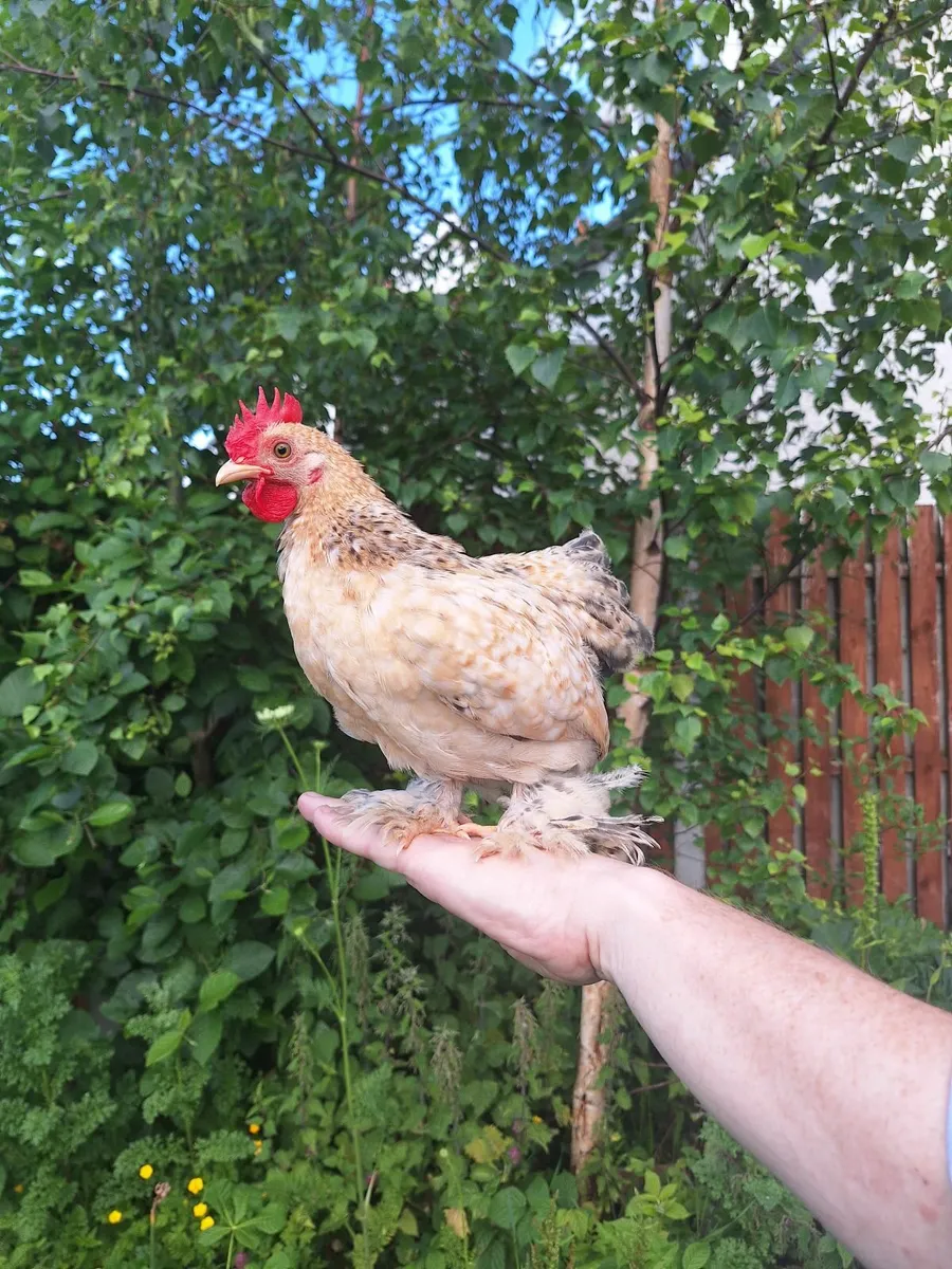Fowl - Image 1
