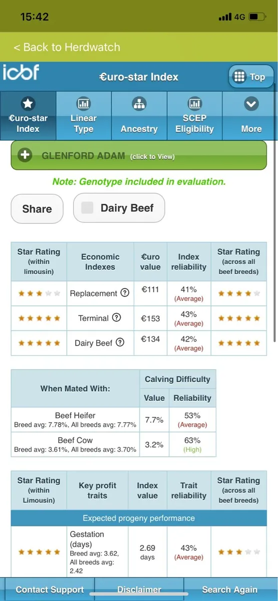 Glenford Adam - pedigree Limousin bull - Image 4