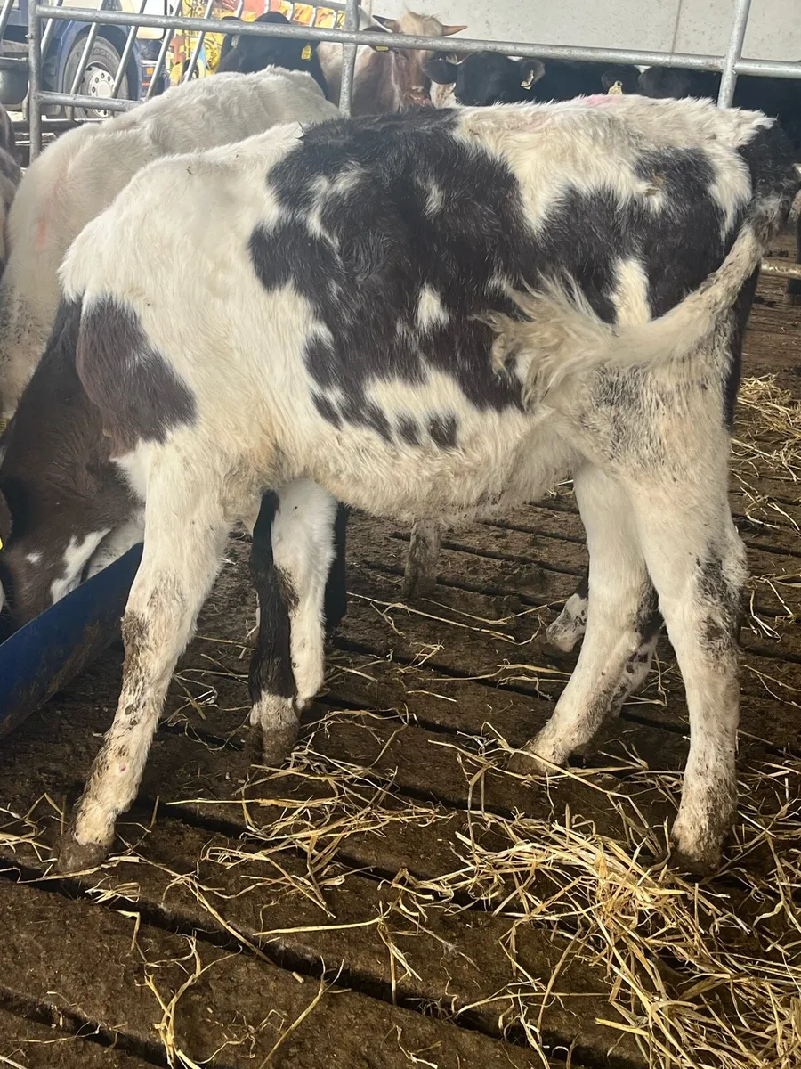 8 BLUE HEIFER - Image 3