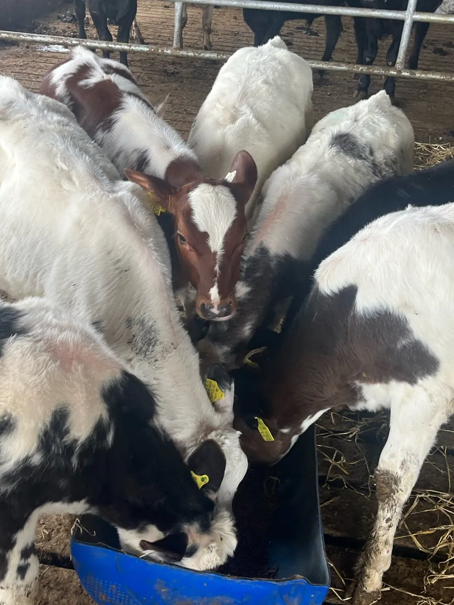 8 BLUE HEIFER - Image 4