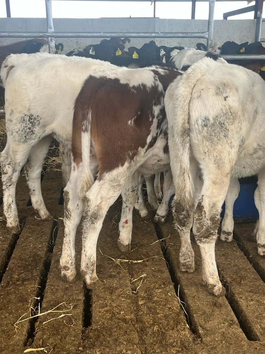 8 BLUE HEIFER - Image 2