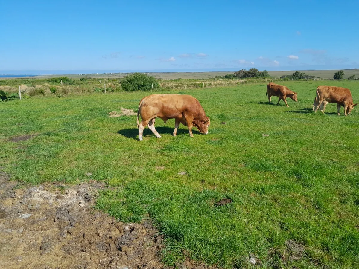 Purebred Registered Limousine Bull - Image 1