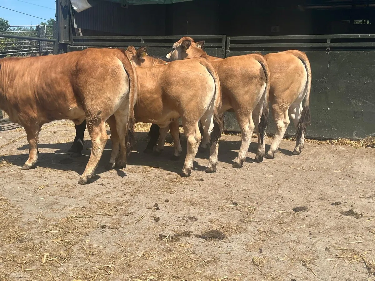 5 super purebred Aubrac heifers - Image 1