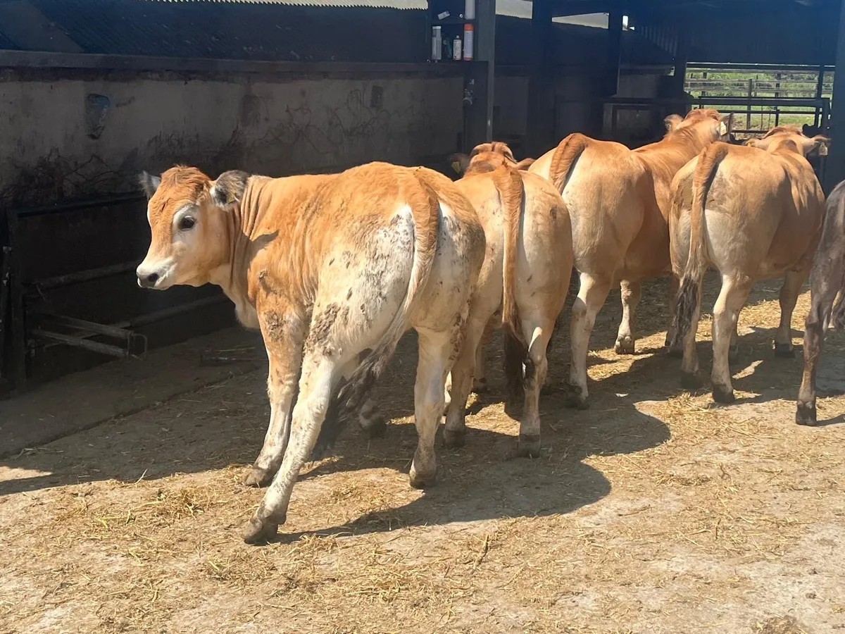 5 super purebred Aubrac heifers - Image 2