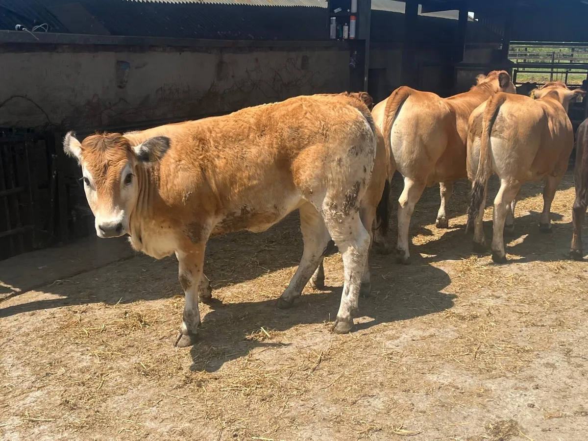 5 super purebred Aubrac heifers - Image 3