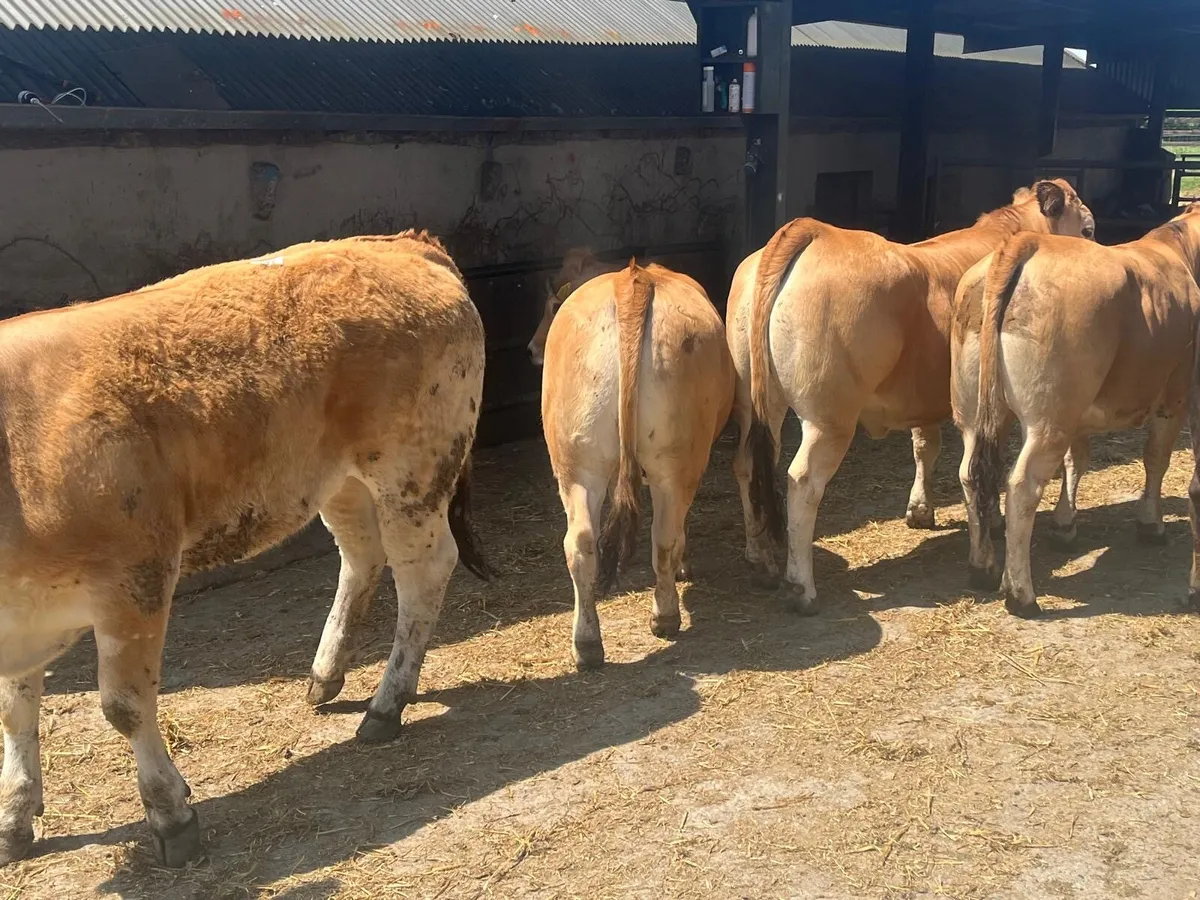 5 super purebred Aubrac heifers - Image 4