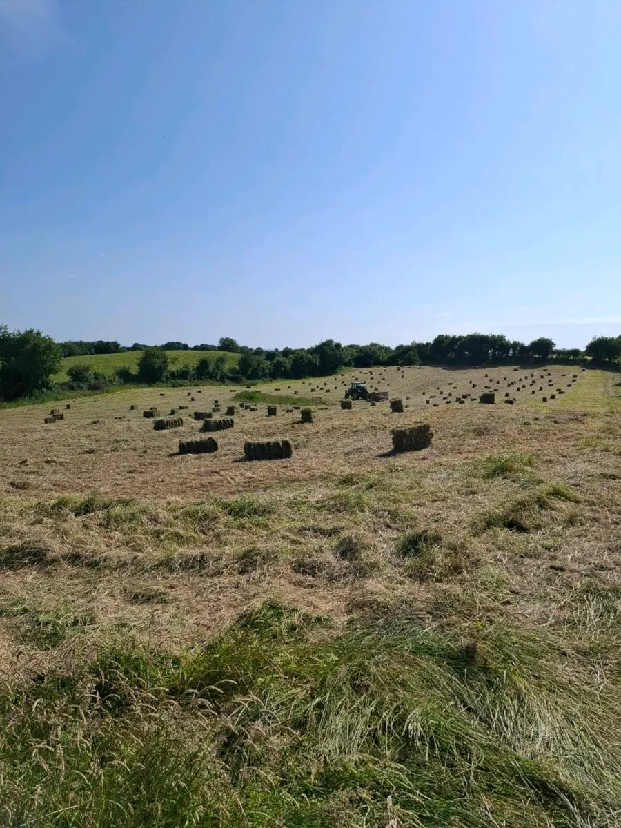 Hay - Image 4