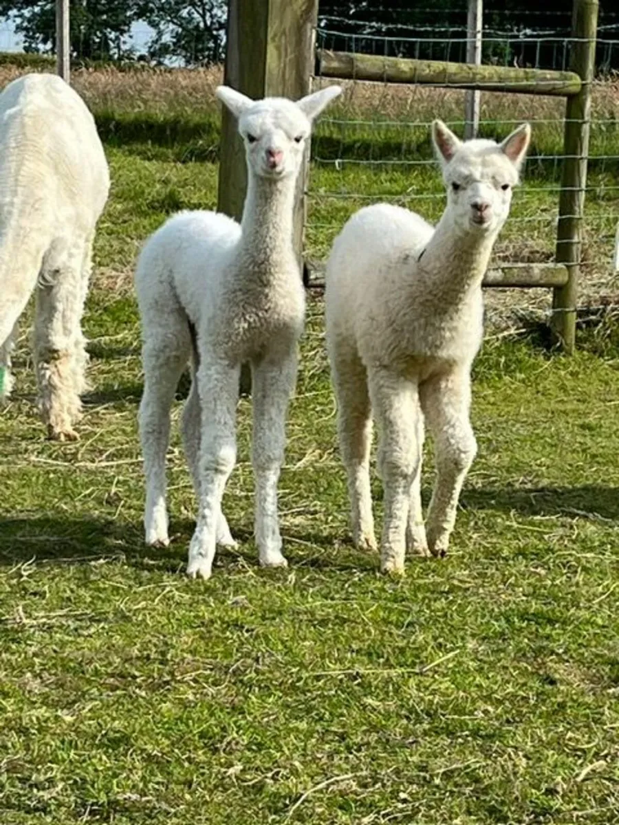 alpacas - Image 1
