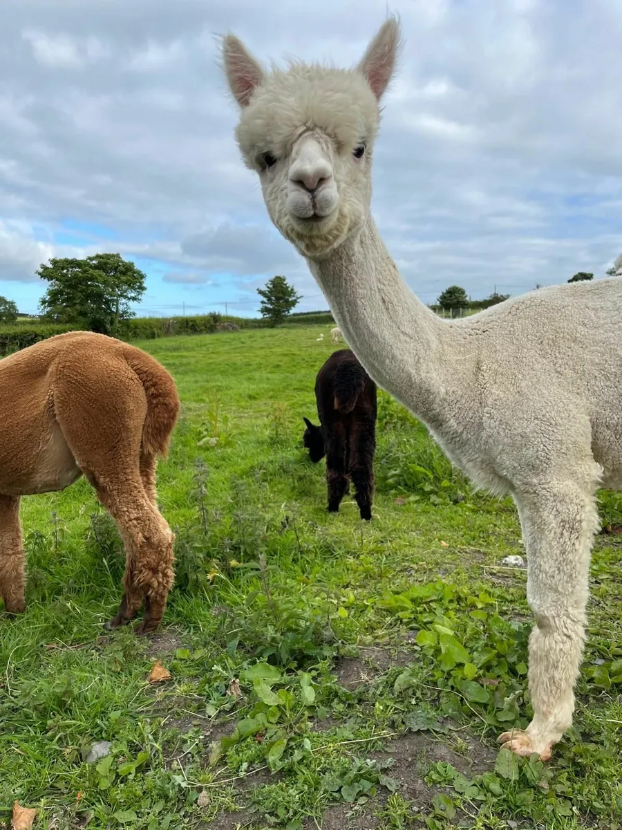 alpacas - Image 2