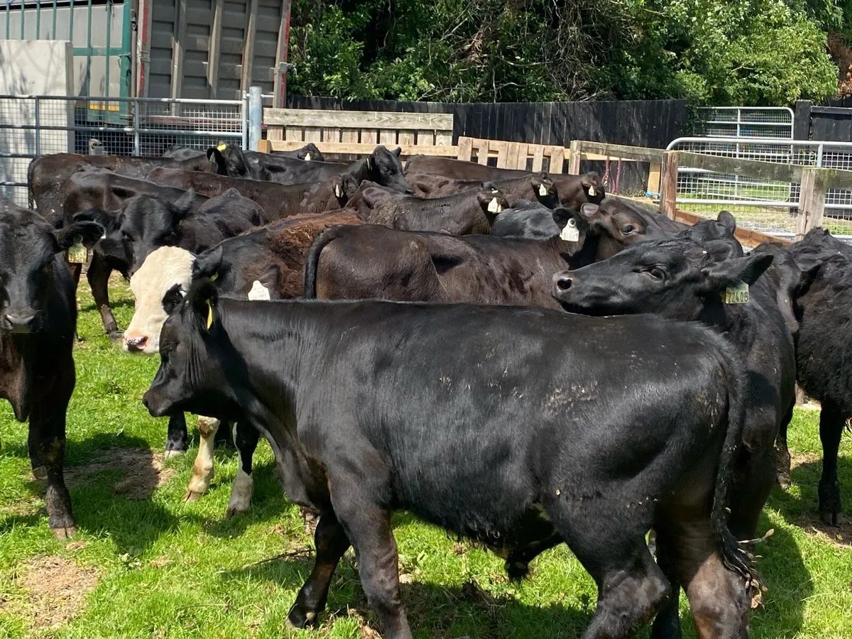 26 Bull Weanlings 220kg @ Lissava - Image 1