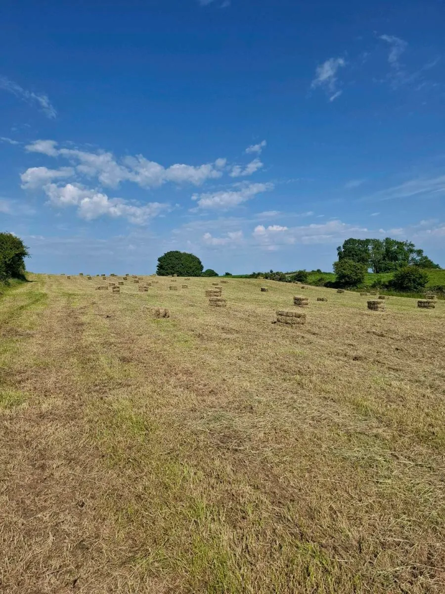 Hay - Image 3