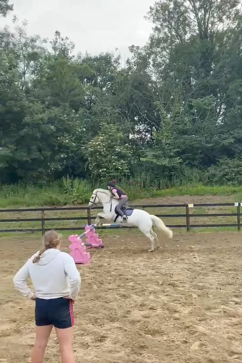 Look to loan or horse for sale - Image 1