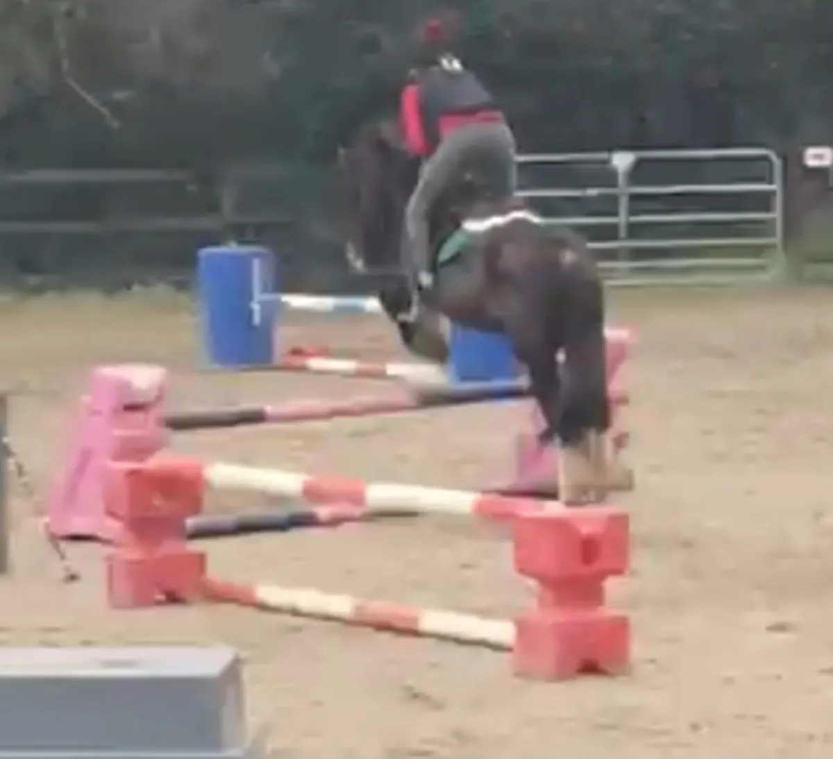 Look to loan or horse for sale - Image 2