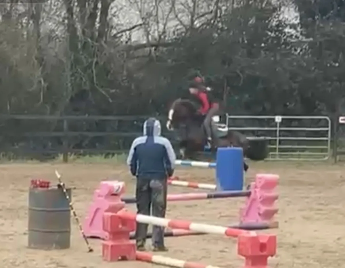 Look to loan or horse for sale - Image 3