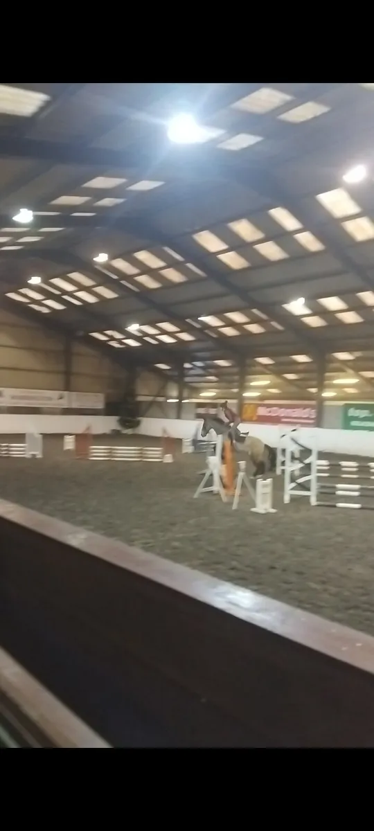 Look to loan or horse for sale - Image 4