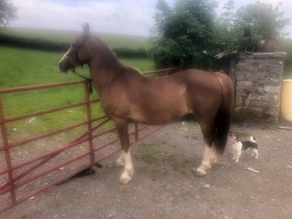 Horse - Image 1