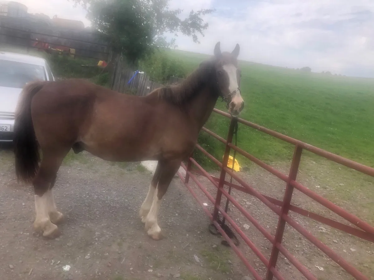 Horse - Image 2