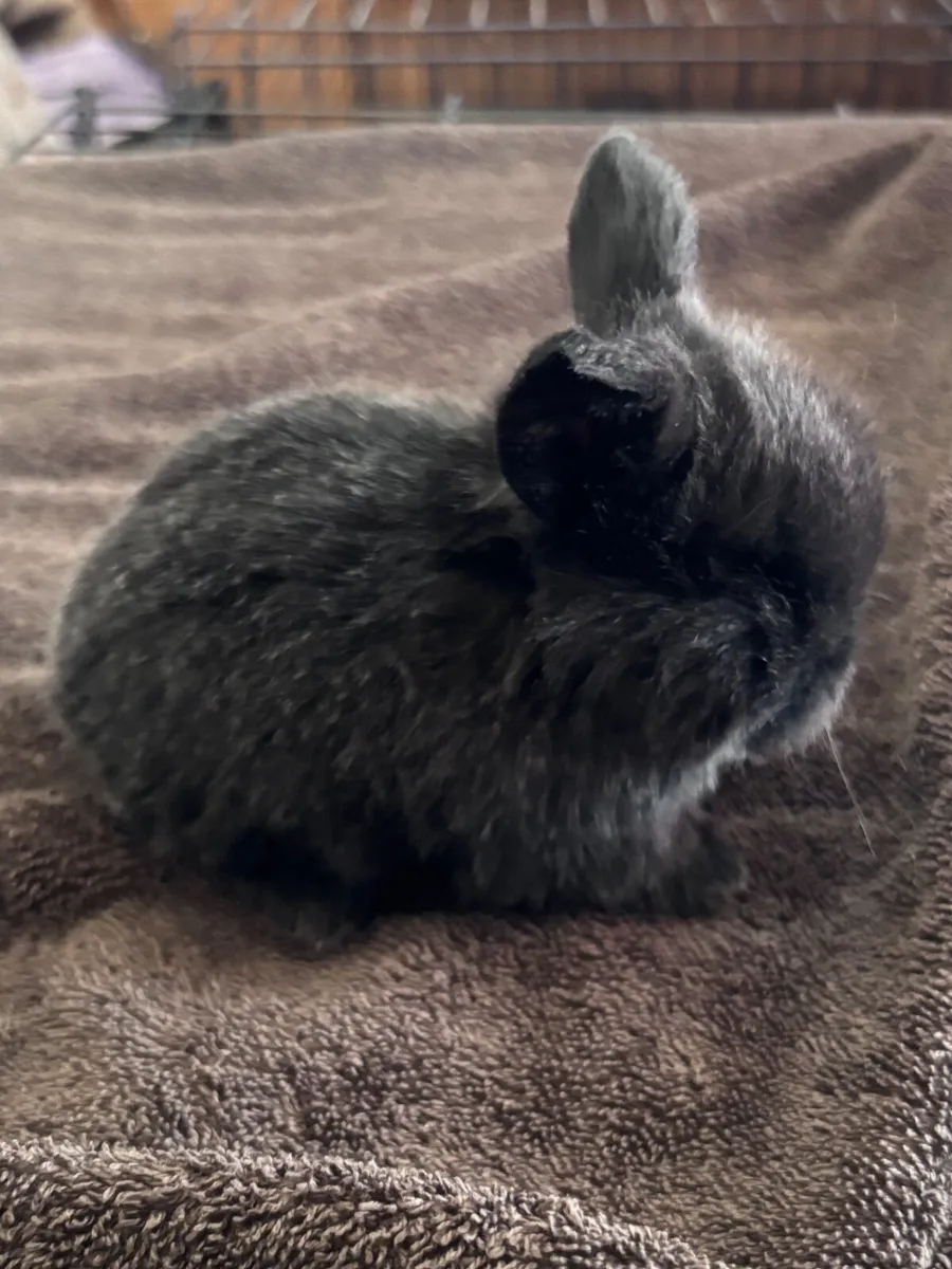 Pedigree mini lop - Image 4