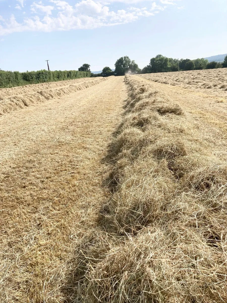 Hay - Image 2