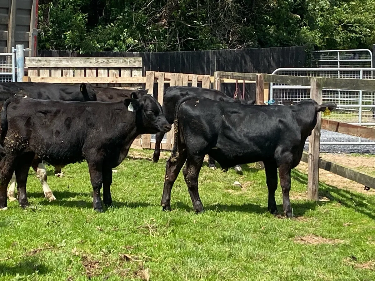 26 Bull Weanlings 220kg @ Lissava - Image 3