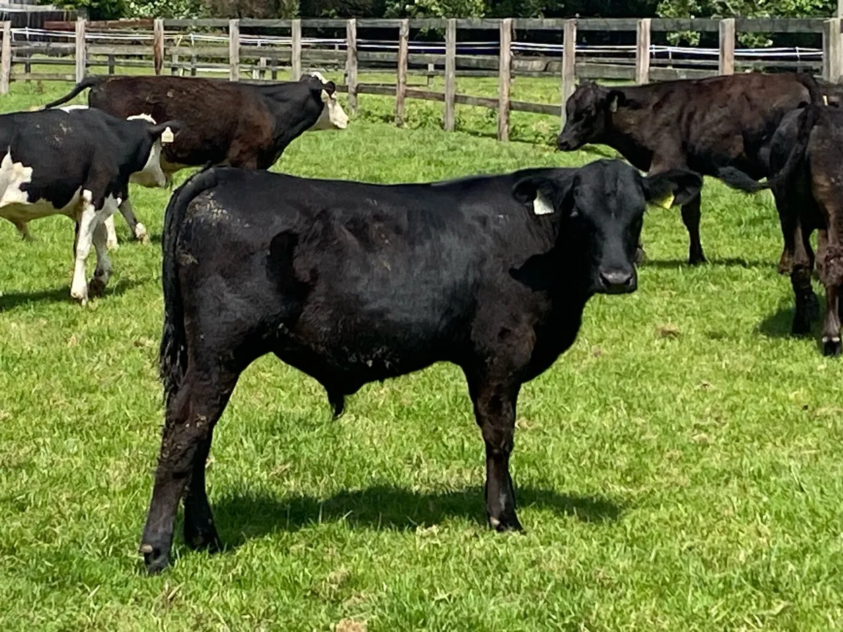 26 Bull Weanlings 220kg @ Lissava - Image 4