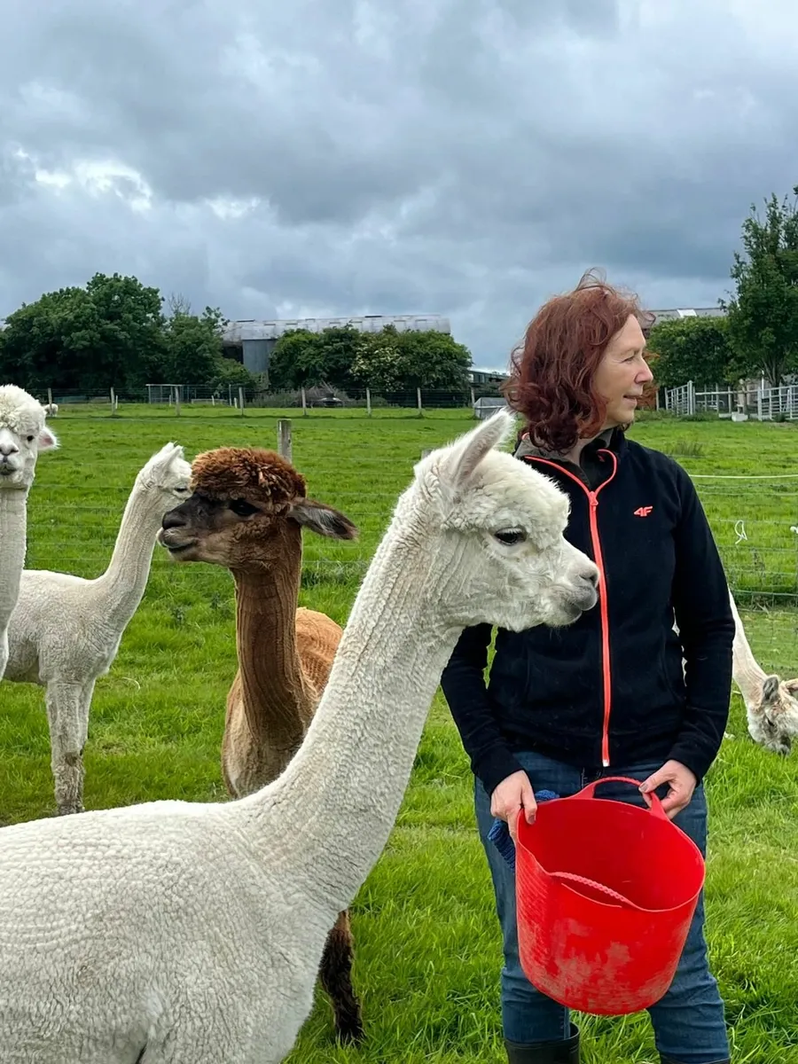 alpacas - Image 4