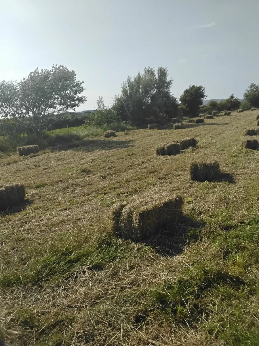 Square bales of hay