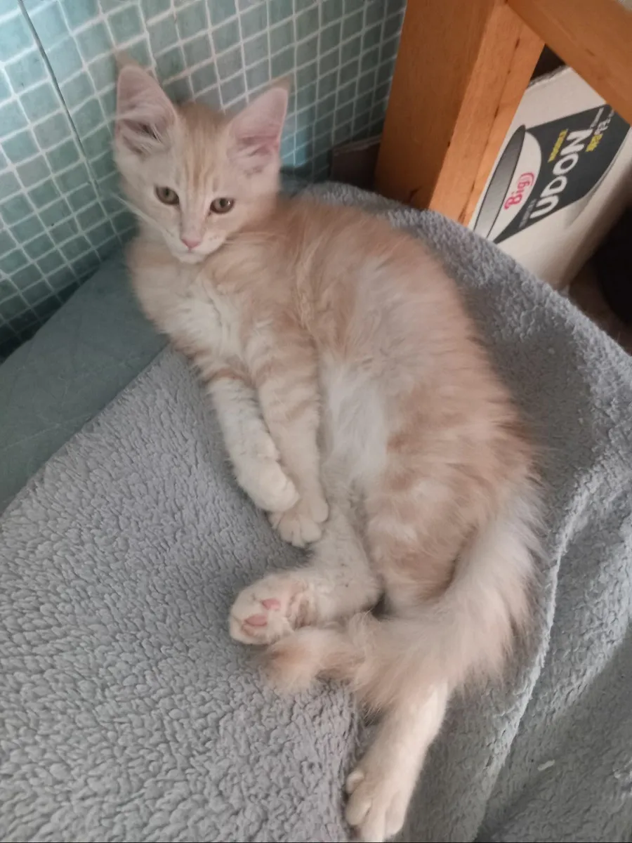 Main coonn kittens - Image 2