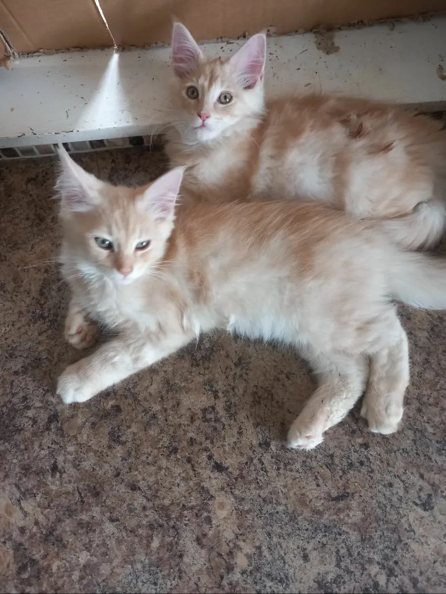 Main coonn kittens - Image 3