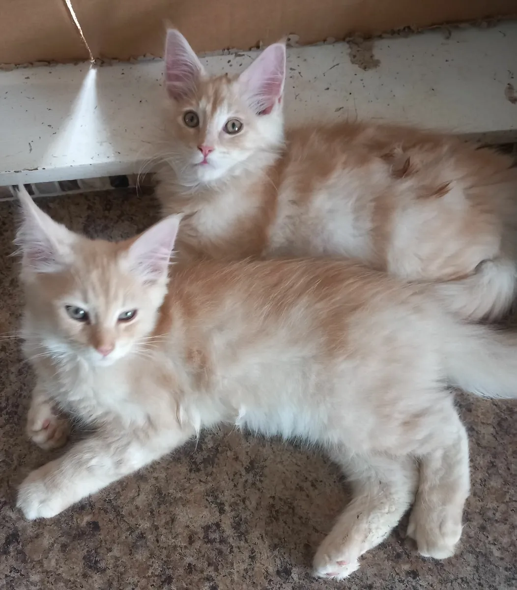 Main coonn kittens - Image 1
