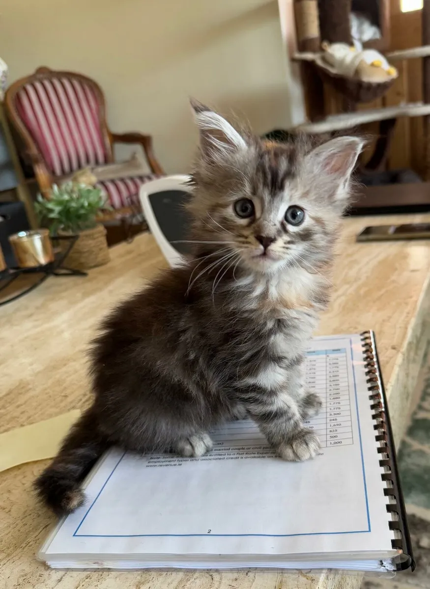 Maine coone Kittens - Image 1