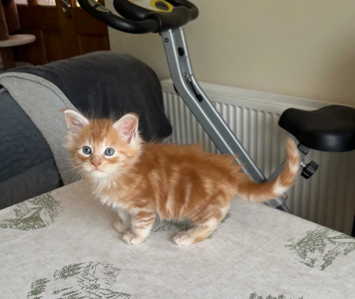 Maine coone Kittens - Image 2