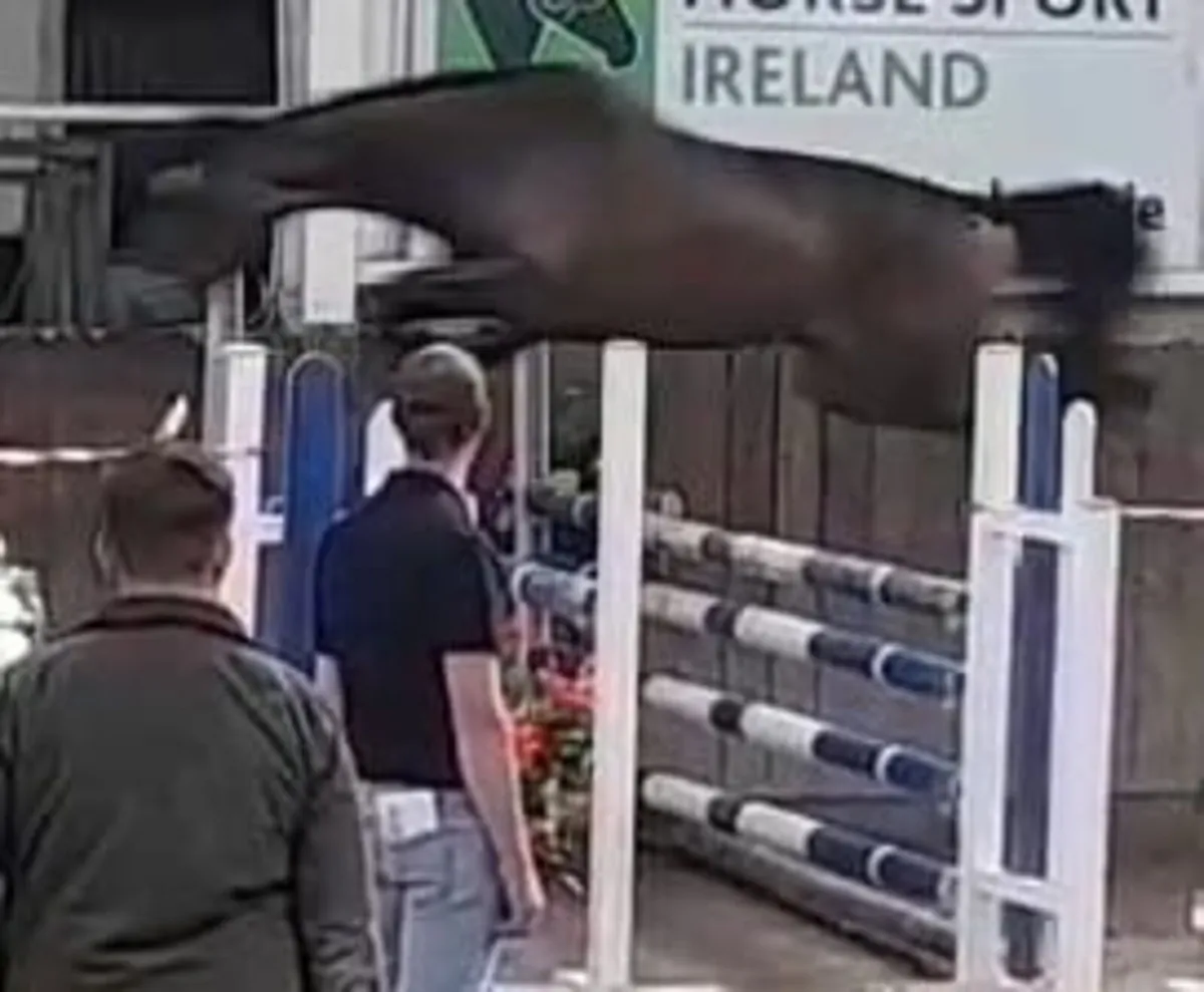 3yr old Filly - Image 1