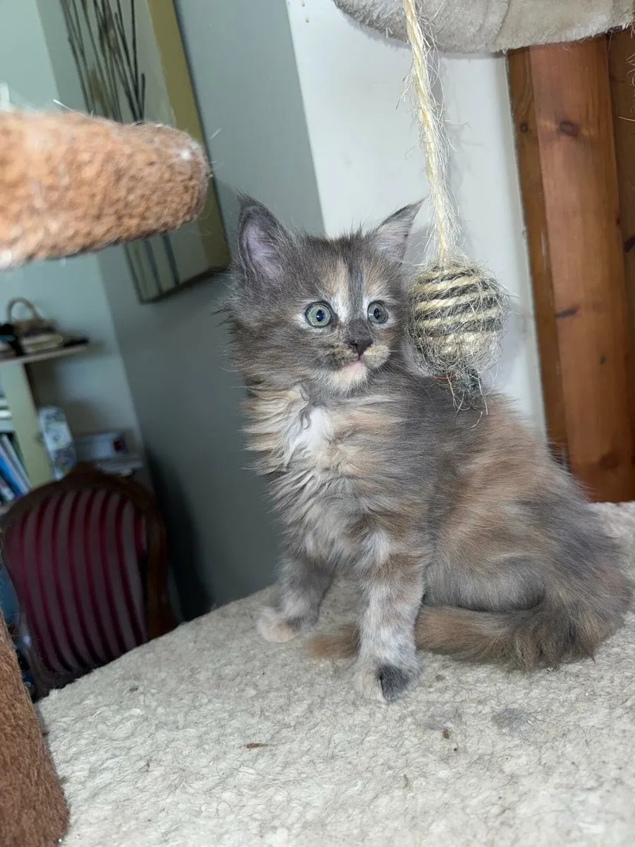 Maine coone Kittens - Image 3