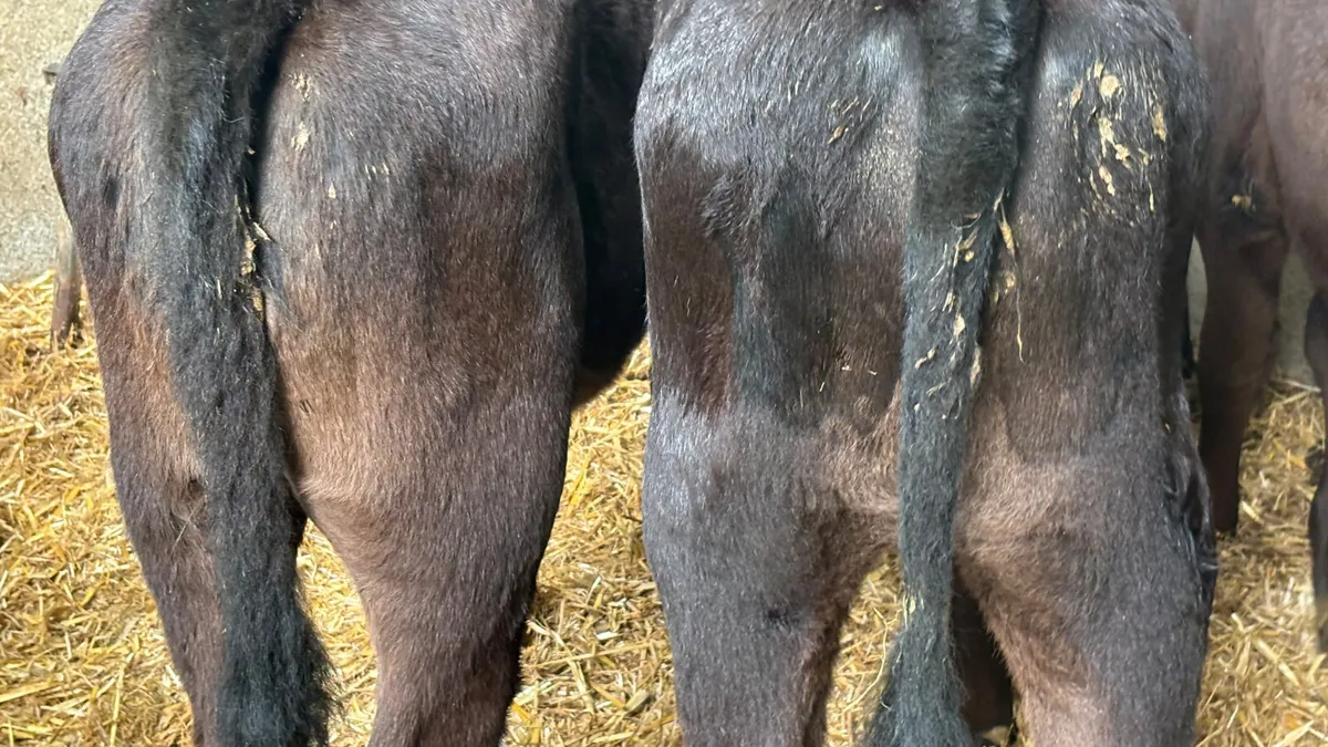 3 Angus Heifer Runners - Image 3