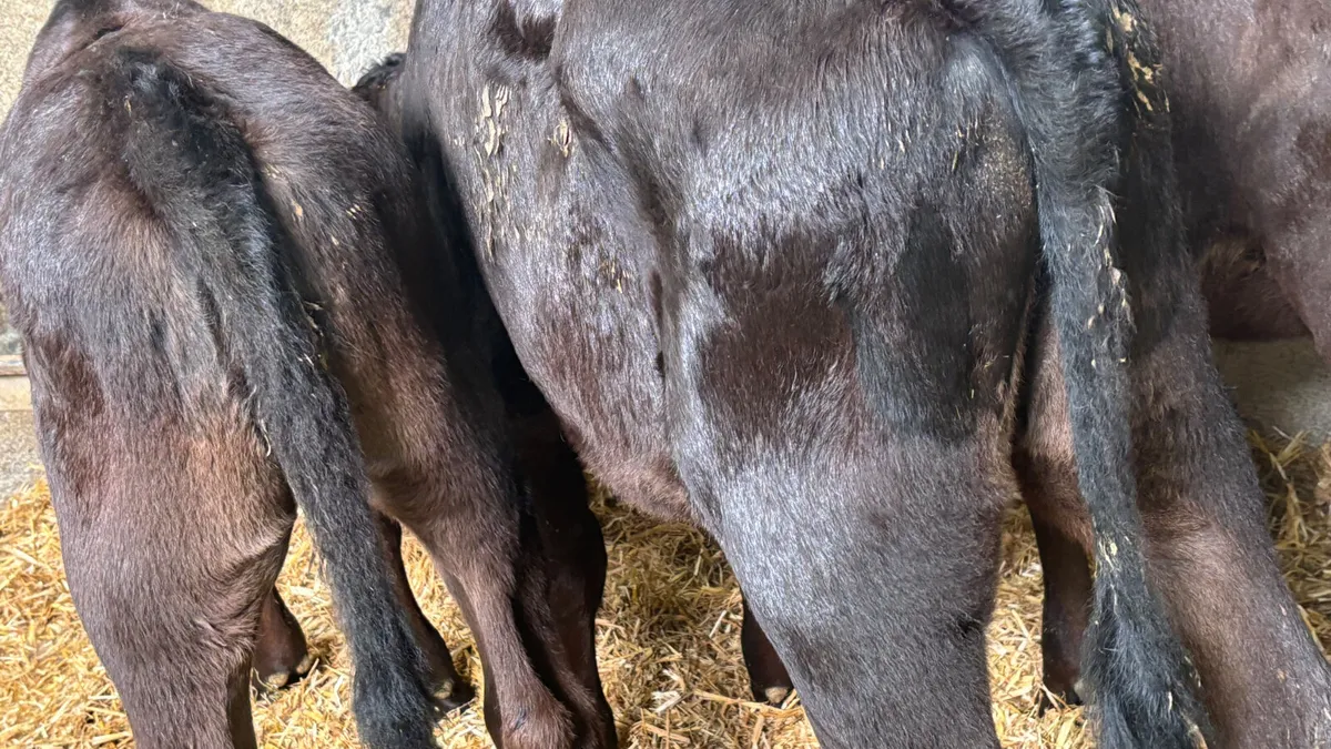 3 Angus Heifer Runners - Image 4