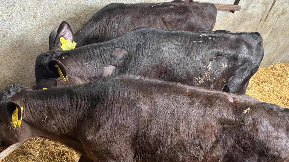 3 Angus Heifer Runners - Image 2